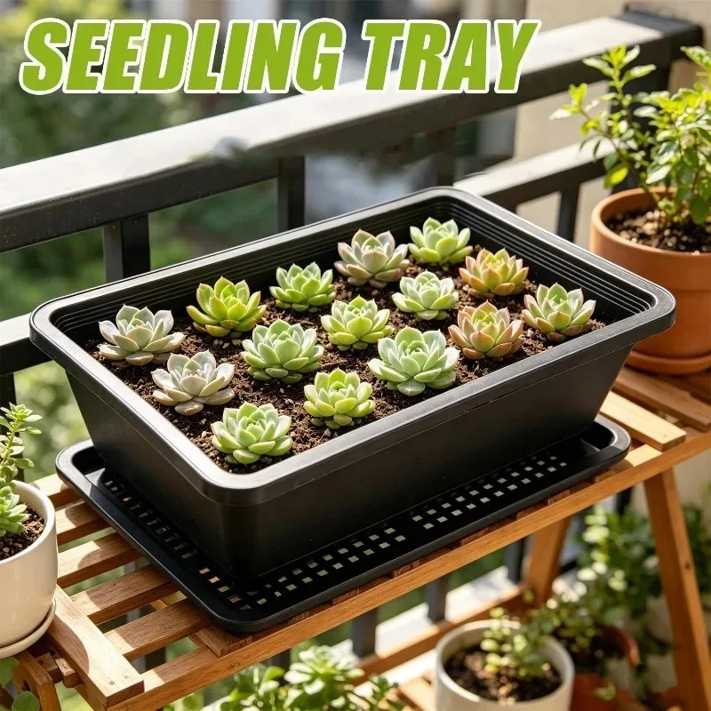 Succulent Plants Seedling Tray – Food Storage Plants recenzja i cena