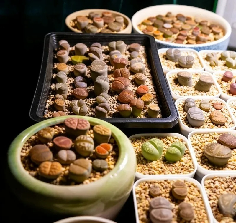 Succulent Plants Seedling Tray – Food Storage Plants recenzja i cena