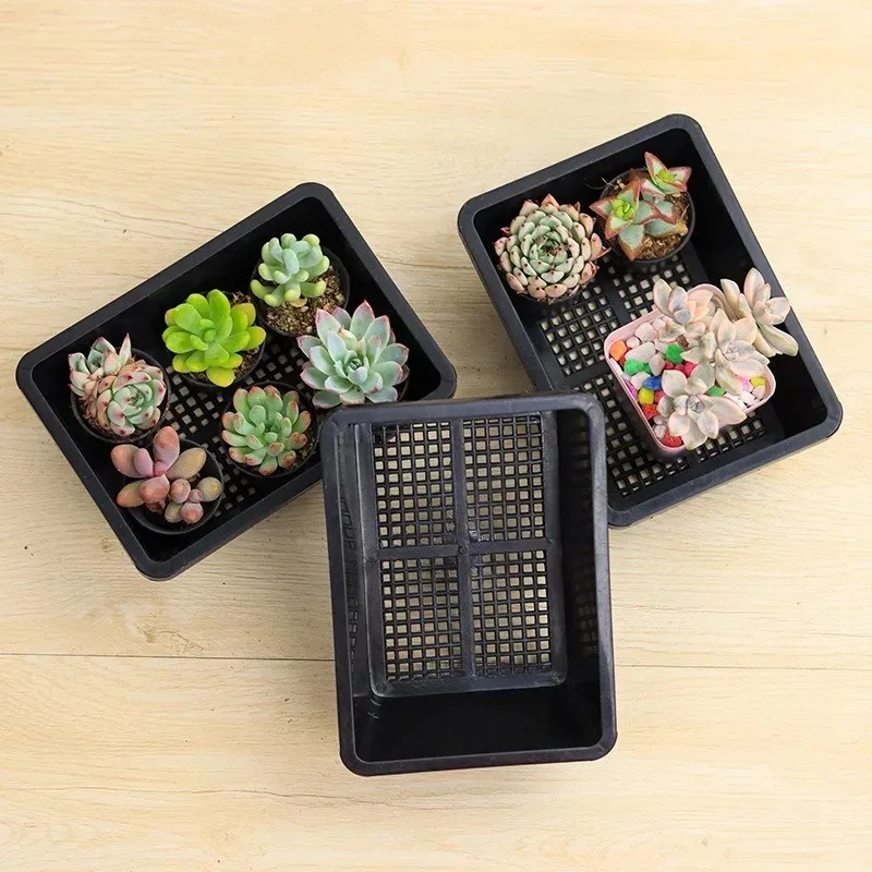 Succulent Plants Seedling Tray – Food Storage Plants recenzja i cena